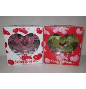 ΣΙΜΠΙΝΤΙΟΥΜ  ΣΥΣΚΕΥΑΣΙΑ  CYMBIDIUM   VERPAKT BLOEM